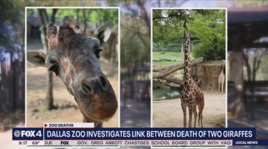 Dallas Zoo says two recent giraffe deaths likely connected to toxin