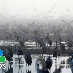 Bird Flu Outbreak Kills Thousands Of Migratory Cranes In Israel