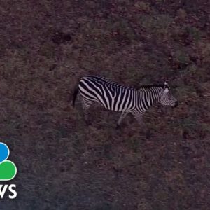 Two Zebras Return To Maryland Farm After Missing For 4 Months