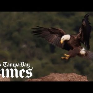 Want to see a bald eagle in Florida? Try a landfill.