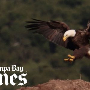 Want to see a bald eagle in Florida? Try a landfill.